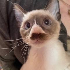 🐾ぶさかわ🥰ラムちゃん4／13生まれトライアル中