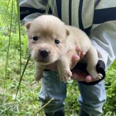よちよち犬あと白い子犬３匹と黒い子犬１匹