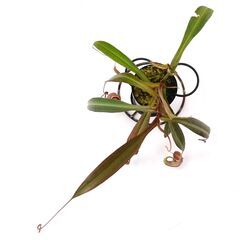 ★ 食虫植物 ★ ネペンテス アルボマルギナータ ★ ウツボカズラ ★３号樹脂鉢 ★ の画像