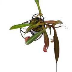 ★ 食虫植物 ★ ネペンテス アルボマルギナータ ★ ウツボカズラ ★３号樹脂鉢 ★ の画像