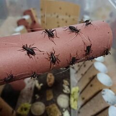 スズムシの幼虫 約100匹 鈴虫 すずむしの画像