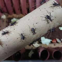 スズムシの幼虫 約100匹 鈴虫 すずむしの画像