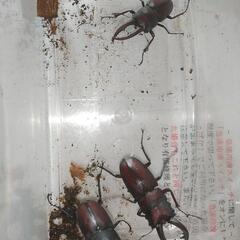 カブトムシ、クワガタ