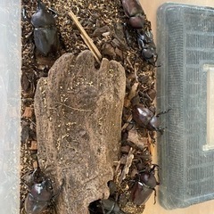 カブトムシ クワガタ