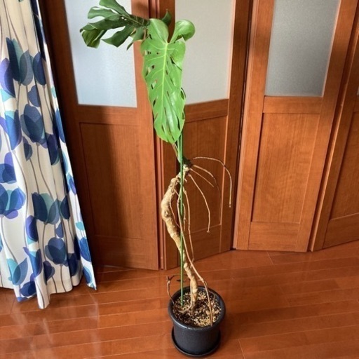 観葉植物 モンステラ デリシオーサ 幹立ち 高さ130センチ 