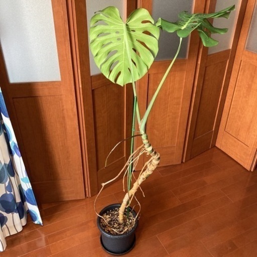 観葉植物 モンステラ デリシオーサ 幹立ち 高さ130センチ 