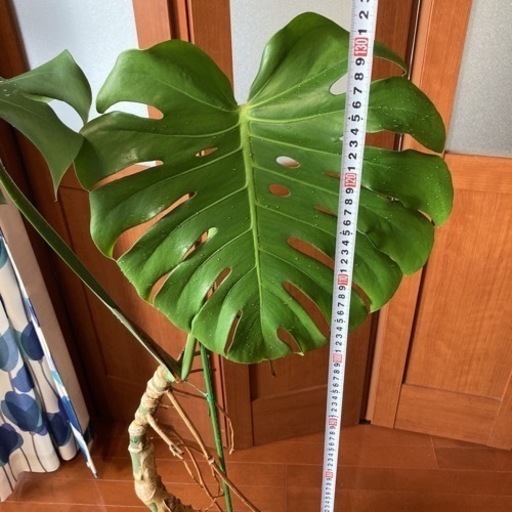 観葉植物 モンステラ デリシオーサ 幹立ち 高さ130センチ 