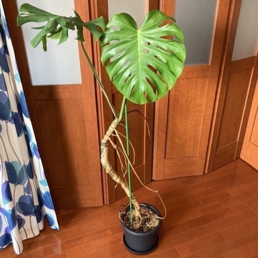 観葉植物 モンステラ デリシオーサ 幹立ち 高さ130センチ