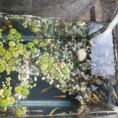 メダカ差し上げます。の画像