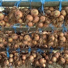 淡路島産 玉ねぎ 晩生品種 もみじ 1吊る分 5kg～6kg 南...