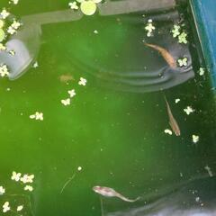 メダカ差し上げます。の画像
