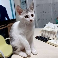 生後2か月のメス猫ちゃんです。
