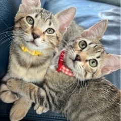 沖縄生まれキジトラ5兄妹