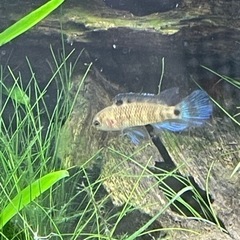 バジス バジス 稚魚 1匹  300円