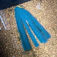 ミナミヌマエビの画像