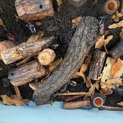 国産　ノコギリクワガタ　ペア