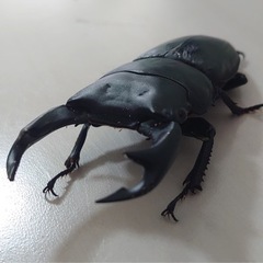 国産オオクワガタ幼虫3頭セット！3