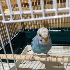 インコ　可愛がってくださる方に