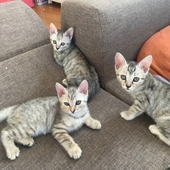 子猫メス3匹生後2ヶ月