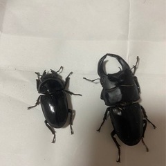 オオクワペア