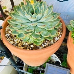 多肉植物あげます