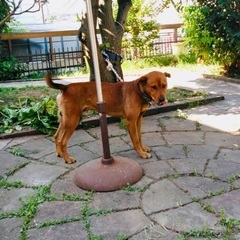 日向犬（猟犬）オス２歳 - 神戸市