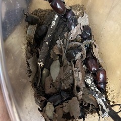 カブトムシ、クワガタ2