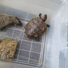 アカミミガメ
