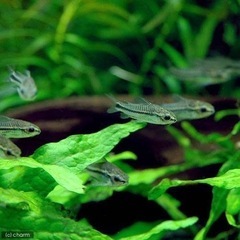 熱帯魚恵庭コリドラス　ピグミー5匹→1000円　1匹→250円の画像