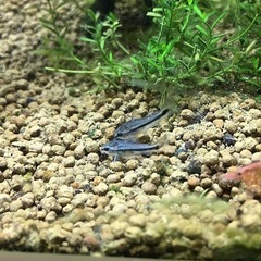 熱帯魚恵庭コリドラス　ピグミー5匹→1000円　1匹→250円の画像