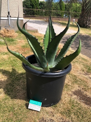 アガベ　サルミアナフェロックス