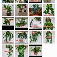観葉植物の育て方、教えます。 - 教えたい