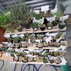 観葉植物の育て方、教えます。 − 大阪府