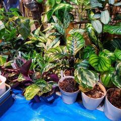 観葉植物の育て方、教えます。 - 助け合い
