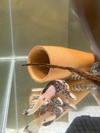 決まりました【珍】オリノコゼブラプレコ変異個体　プレコ　熱帯魚