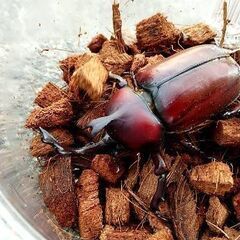 国産カブトムシの♀未使用を500～800円でお譲りして欲しいです
