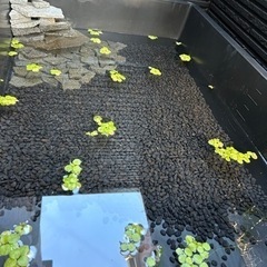 アマゾンフロッグピット　水草　浮草の画像