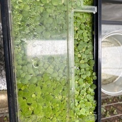 アマゾンフロッグピット　水草　浮草の画像