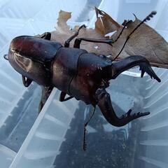 クワガタ＊カブトムシ＊直売中の画像