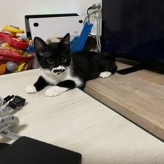 チョビ髭白黒の男の子！(ただいま第一候補者と譲渡の手続きが進んで...