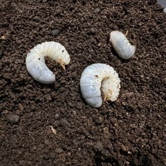 ヘラクレスオオカブト幼虫　大型　初心者でも簡単飼育