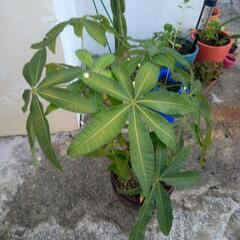 パキラの画像