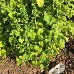 [取引時間限定]無農薬　青じそ　大葉　採れたて　無料　20230...