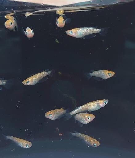 ユリシス　メダカ幼魚１０匹