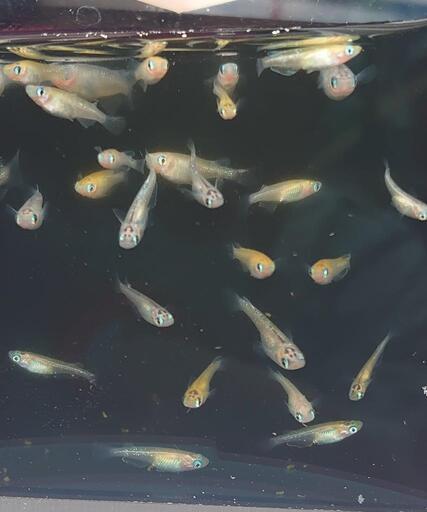 夜桜　メダカ幼魚１０匹