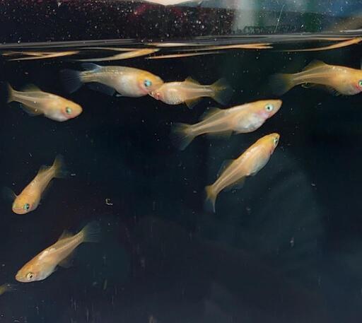 東天光スワロー　メダカ幼魚１０匹