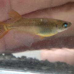 （受け渡し決定）メダカ　黑天幻龍　ブルーアイ　1ペア　産卵中の画像