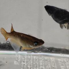 （受け渡し決定）メダカ　黑天幻龍　ブルーアイ　1ペア　産卵中の画像