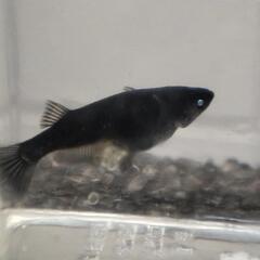 （受け渡し決定）メダカ　黑天幻龍　ブルーアイ　1ペア　産卵中の画像