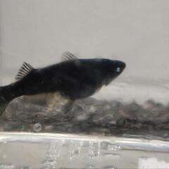 （受け渡し決定）メダカ　黑天幻龍　ブルーアイ　1ペア　産卵中の画像